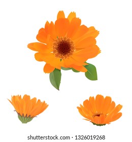 Calendula. Flower and leaves isolated on white background. Vector eps10.