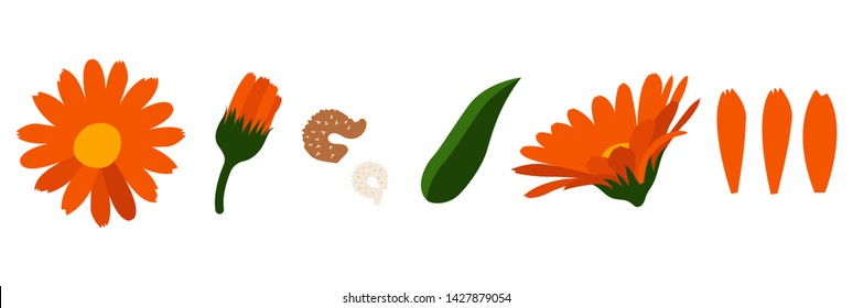 
calendula flower leaves, marigolds, petals. vector drawing. On a white background.