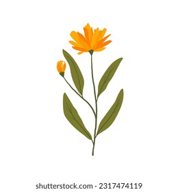 calendula flower on a white background. hand drawn medicinal flower.