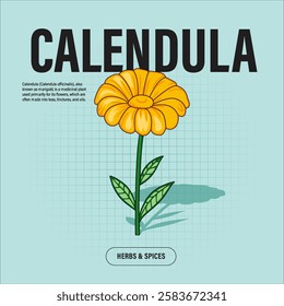 Calendula Flower Premium Vector Clipart High-Quality Illustration for Cooking Branding and Packaging