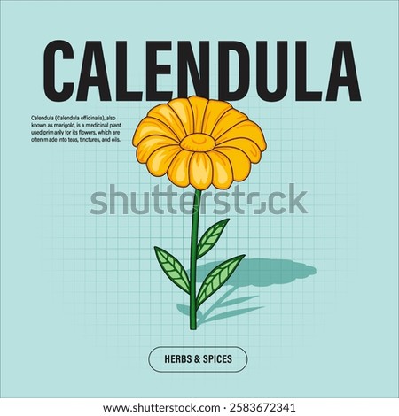 Calendula Flower Premium Vector Clipart High-Quality Illustration for Cooking Branding and Packaging