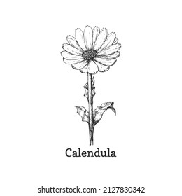 Calendula flower sketch in vector, design element. Marigold botanical drawing in engraving style. Officinalis plant, hand drawn illustration.