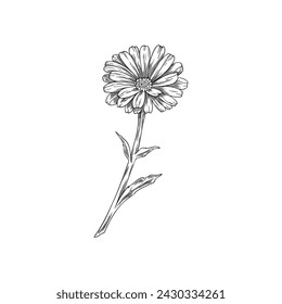 Calendula flower sketch. Vector illustration of a single marigold with detailed petals and stem, perfect for botanical themes