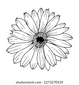 Calendula flower, vector black and white illustration. Hand drawn, line art.