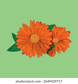Calendula flower vector in flat style. Great for cosmetics, skincare, natural products, and herbal designs. Scalable EPS for print and digital use.