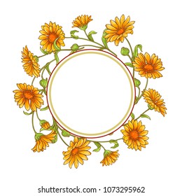 calendula  flower vector frame