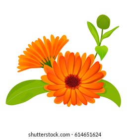 Calendula flower vector illustration. marigold. Botanical herb isolated on white. Flowers with leaves. Herbal medicine plant for skin and hair care, cosmetics, ointments, perfumery, label, decoration