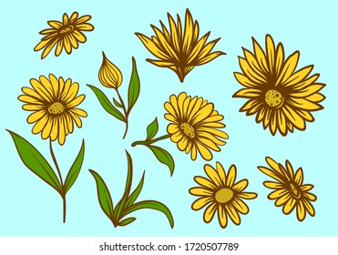 Calendula flower vector illustration. Calendula on blue background