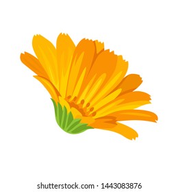 Calendula flower. Vector illustration of an orange medicinal flower isolated on a white background. Icon in cartoon flat style.