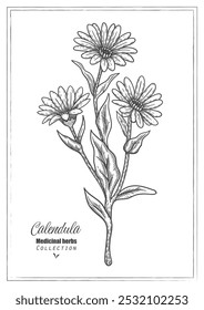 Flor de caléndula. Vector arte de línea. Ilustración de hierba medicinal