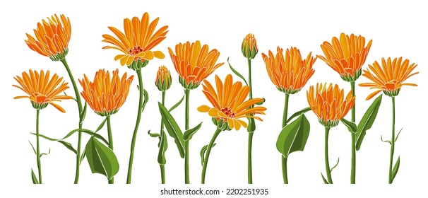 Calendula Flowers, Field Marigold, Vector Drawing Wild Plants At White Background, Flowering Meadow , Hand Drawn Botanical Illustration