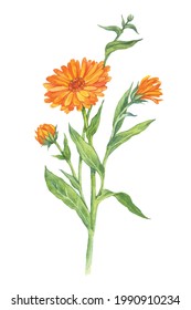 Calendula flowers isolated on a white background Watercolor flower hand drawn illustration. Vector