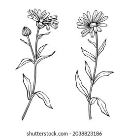 Calendula flowers, line art drawing. Marigold flowers and leaves, outline floral design elements isolated on white background, vector illustration. Hand drawn contour medical herbs