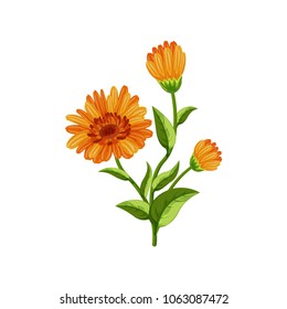 Calendula flowers on white background. Medicinal herbs. Vector illustration.