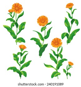 Calendula flowers set isolated on white.