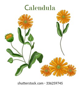 Calendula flowers set isolated on white.Vector Illustration.Decoration.