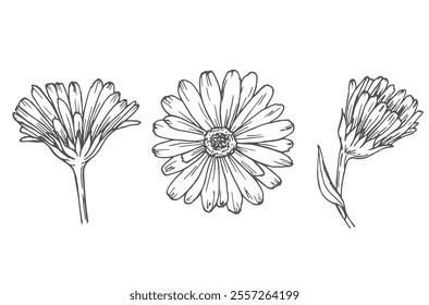 Calendula flowers set, line art drawing. Marigold flowers, outline floral design elements isolated on white background, vector illustration. Hand drawn flowers, buds and leaves