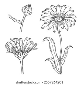 Calendula flowers set, line art drawing. Marigold flowers, outline floral design elements isolated on white background, vector illustration. Hand drawn flowers, buds and leaves