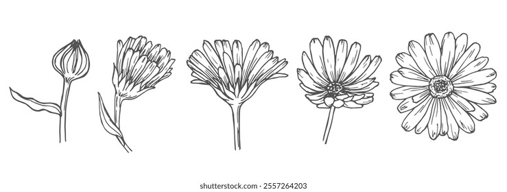 Calendula flowers set, line art drawing. Marigold flowers, outline floral design elements isolated on white background, vector illustration. Hand drawn flowers, buds and leaves