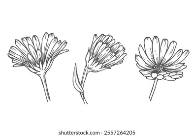 Calendula flowers set, line art drawing. Marigold flowers, outline floral design elements isolated on white background, vector illustration. Hand drawn flowers, buds and leaves