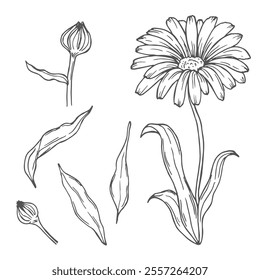 Calendula flowers set, line art drawing. Marigold flowers, outline floral design elements isolated on white background, vector illustration. Hand drawn flowers, buds and leaves