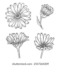 Calendula flowers set, line art drawing. Marigold flowers, outline floral design elements isolated on white background, vector illustration. Hand drawn flowers, buds and leaves