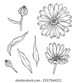 Calendula flowers set, line art drawing. Marigold flowers, outline floral design elements isolated on white background, vector illustration. Hand drawn flowers, buds and leaves