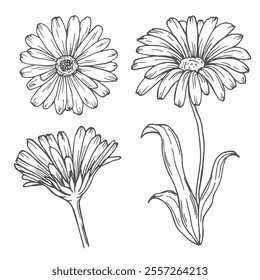 Calendula flowers set, line art drawing. Marigold flowers, outline floral design elements isolated on white background, vector illustration. Hand drawn flowers, buds and leaves