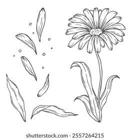 Calendula flowers set, line art drawing. Marigold flowers, outline floral design elements isolated on white background, vector illustration. Hand drawn flowers, buds and leaves