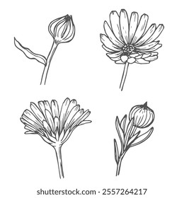 Calendula flowers set, line art drawing. Marigold flowers, outline floral design elements isolated on white background, vector illustration. Hand drawn flowers, buds and leaves