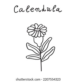 Calendula. Hand drawn outline icon on white background.