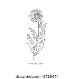 Calendula Hand Drawn Realistic Sketch