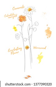 Calendula hand drawn watercolor vector illustration. Marigold branches ink pen isolated clipart. Wormwood aquarelle paint drawing. Camomile twigs sketch. Greeting card, poster floral design element