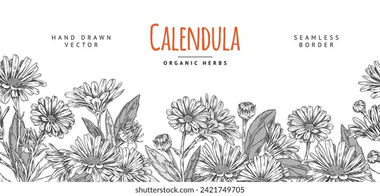 Calendula herb seamless horizontal border design with repeating flowers elements, hand drawn sketch style vector illustration isolated on white background.