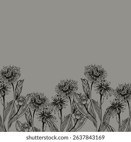 Calendula herbal flowers vector ink illustration. Hand drawn monochrome floral banner with field flowers in outline style, engraving clipart on grey background for medical product, health care design