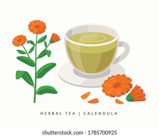 Calendula herbal tea isolated on white background. Marigold Flowering Plant vector botanical illustration.