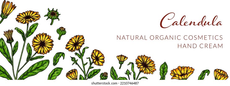 Calendula horizontal background with hand drawn elements. Vector illustration in colored sketch style. Vintage packaging design