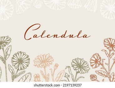 Calendula horizontal packaging design with hand drawn elements. Vector illustration in sketch style