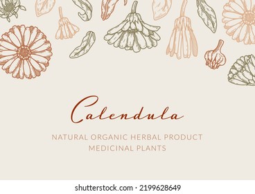 Calendula horizontal packaging design with hand drawn elements. Vector illustration in sketch style