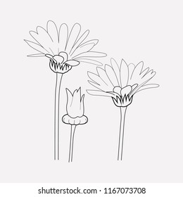 Calendula icon line element. Vector illustration of calendula icon line isolated on clean background for your web mobile app logo design.