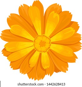 Calendula icon on white background. Vector illustration of orange medicinal flower in cartoon flat style.