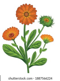 Calendula isolated hand drawn medical vector illustration on white background. Pharmaceutical, botanical calendula plant hand drawn. Vector retro marigold draw. 