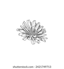 Calendula or marigold flower bud engraved hand drawn. Beautiful blossom calendula, daisy flowers, tea plant. Medical healing organic herb vector botanical illustration ink style, floral design element