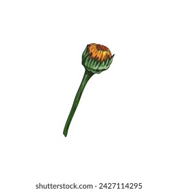 Calendula or marigold flower one unblown bud hand drawn. Beautiful blossom orange daisy flower, tea plant. Medical healing organic herb vector botanical illustration, floral design single element