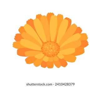 Calendula or marigold isolated on white background. Vector cartoon flat illustration of orange flower head. Floral simple icon.