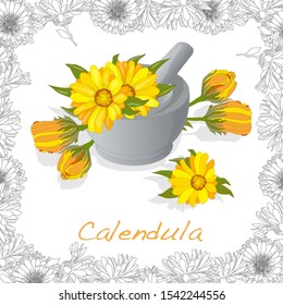 Calendula. Medical herb illustration isolated on white. Vector illustration.
