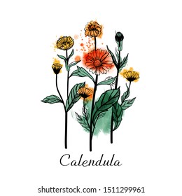 Calendula Medical herbs. Sketch and watercolor illustration