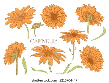 Calendula medicinal herbs and flowers. Set of flowers and leaves. Isolated vector illustration.