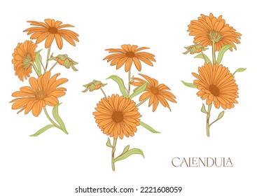 Calendula medicinal herbs and flowers. Set of flowers and leaves. Isolated vector illustration.