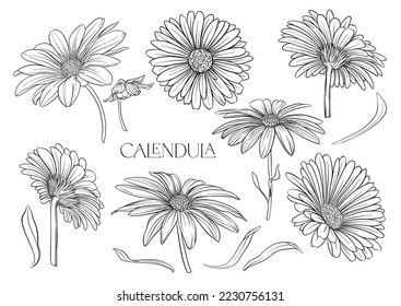 Calendula medicinal herbs and flowers. Set of flowers and leaves. Isolated vector illustration.